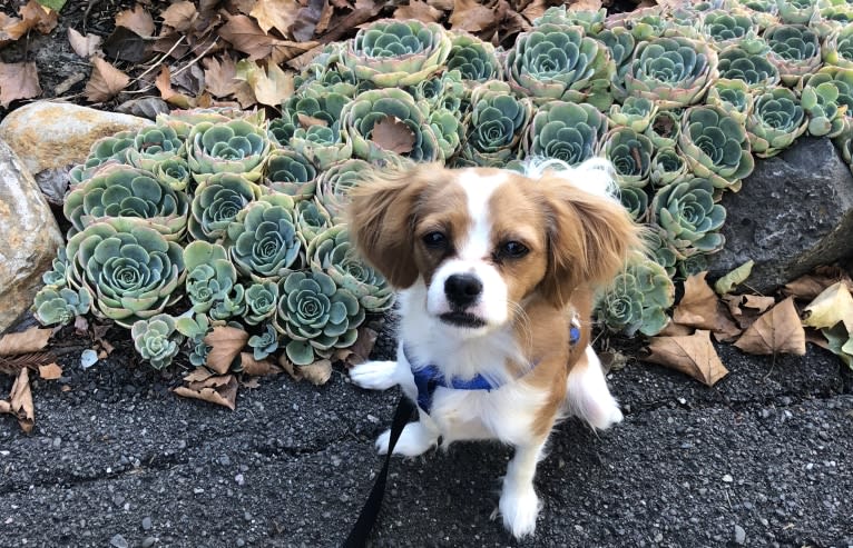 Otis, a Cavapoo tested with EmbarkVet.com