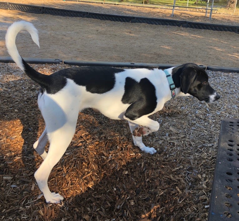 Pie, a German Shorthaired Pointer and Pointer mix tested with EmbarkVet.com