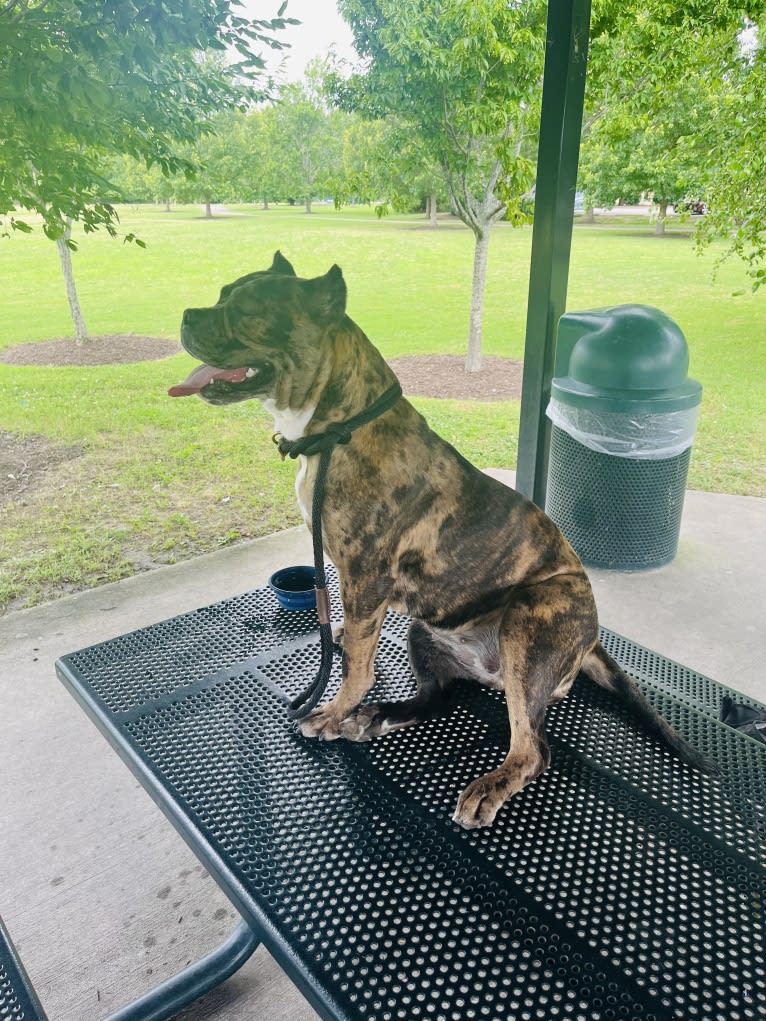 Oreo, a Bulldog and Boxer mix tested with EmbarkVet.com