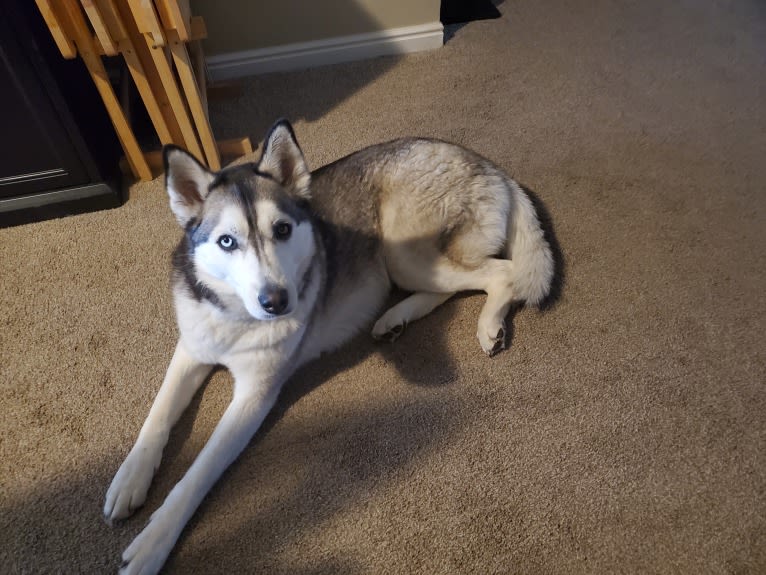 Kira, a Siberian Husky tested with EmbarkVet.com