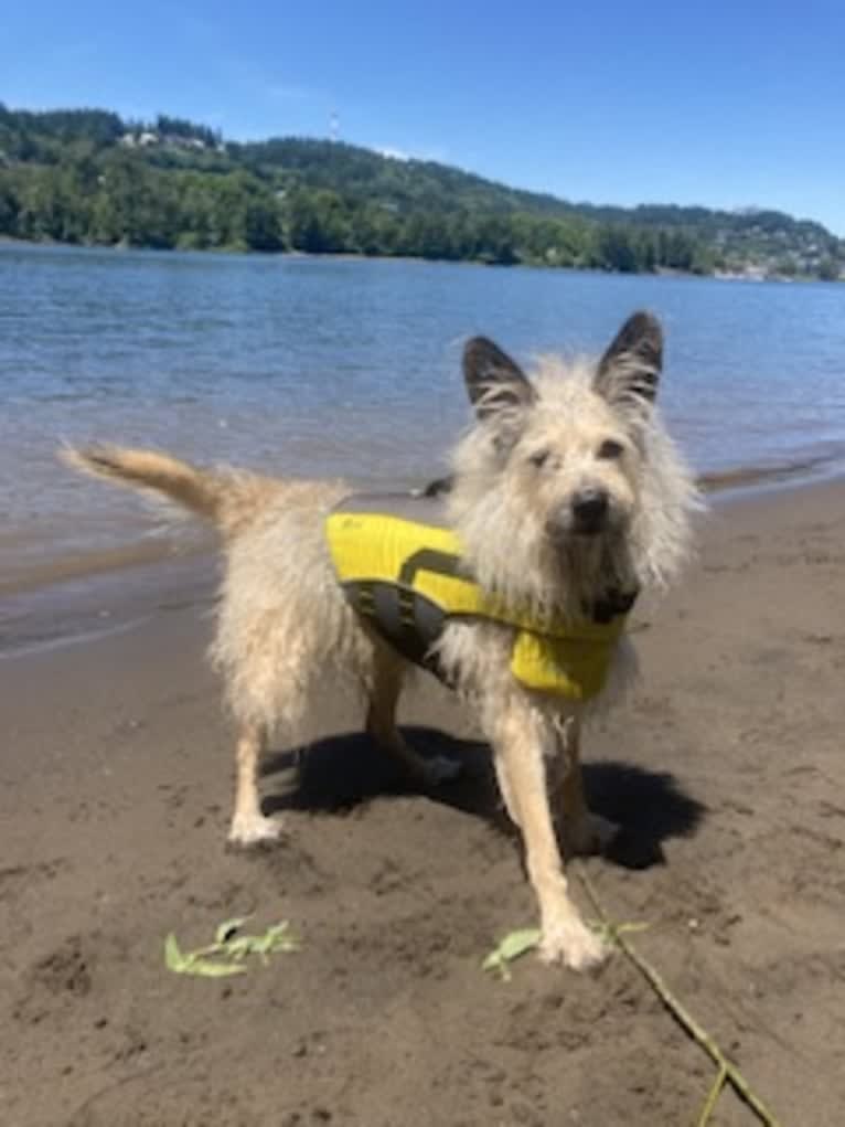 Gimli, a Miniature Schnauzer and Australian Cattle Dog mix tested with EmbarkVet.com