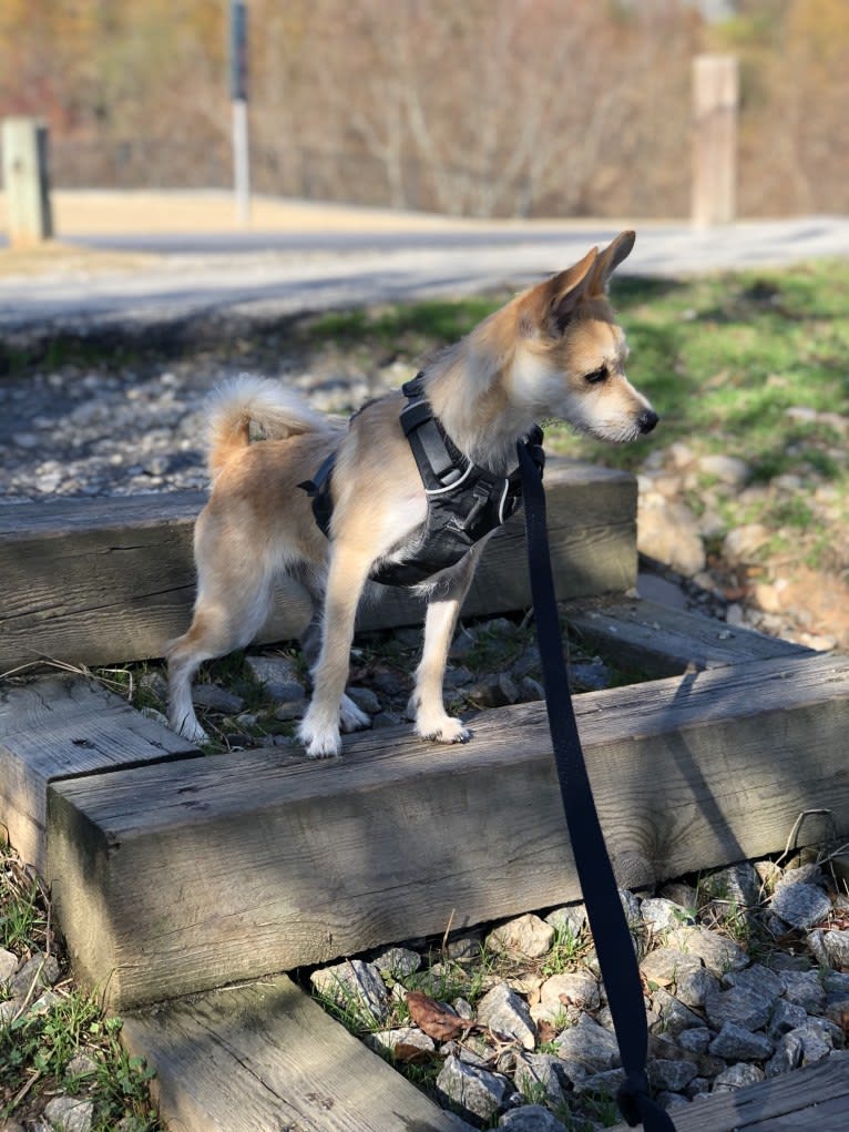 Bruno, a Pomeranian and Miniature Schnauzer mix tested with EmbarkVet.com