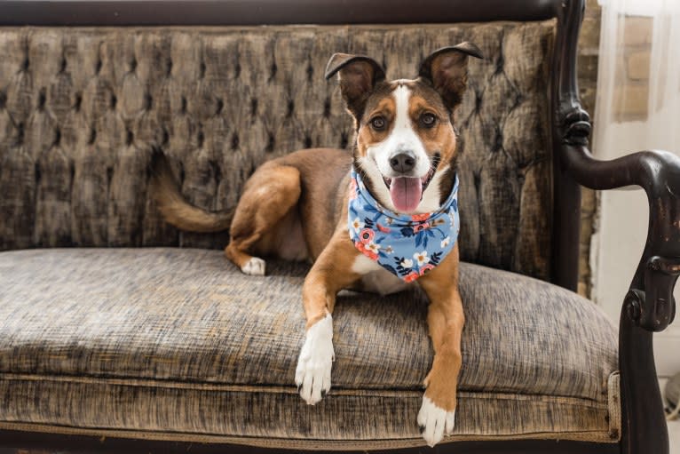 Sidney, an American Pit Bull Terrier and German Shepherd Dog mix tested with EmbarkVet.com