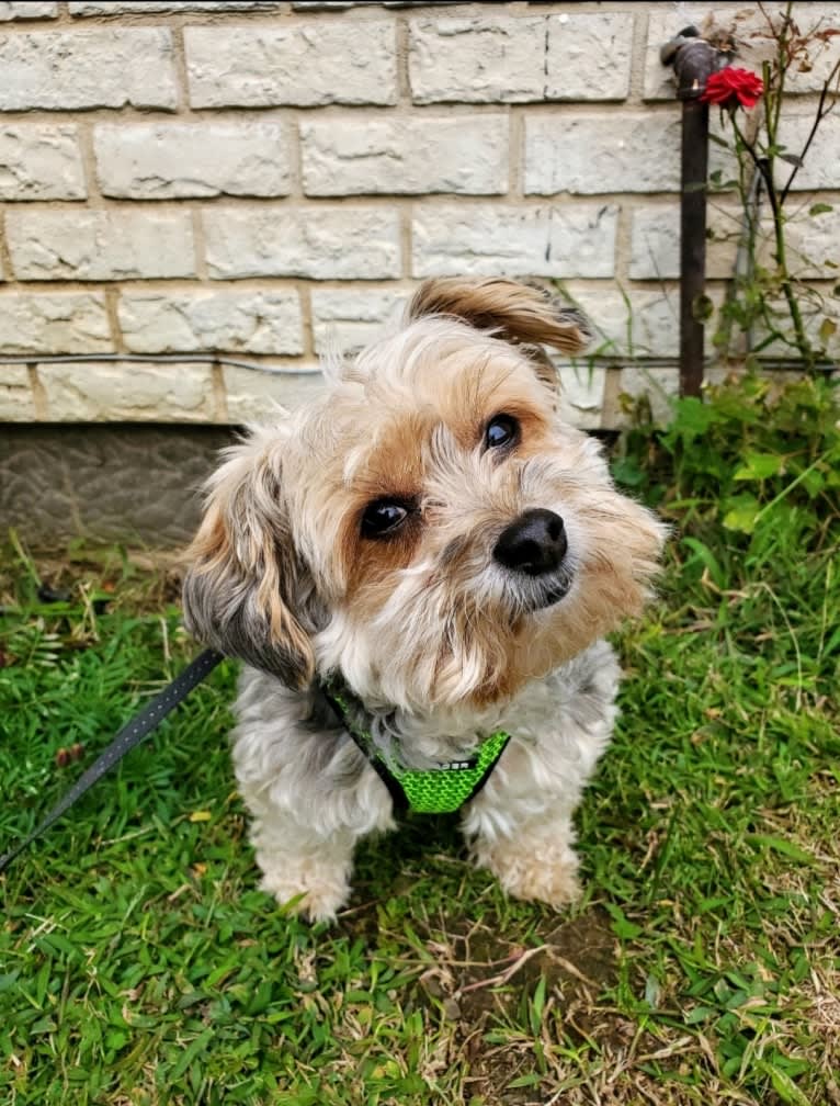 Mahrli, a Bichon Frise and Yorkshire Terrier mix tested with EmbarkVet.com