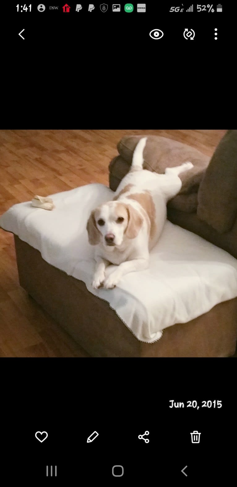 Sweety, a Beagle (5.5% unresolved) tested with EmbarkVet.com