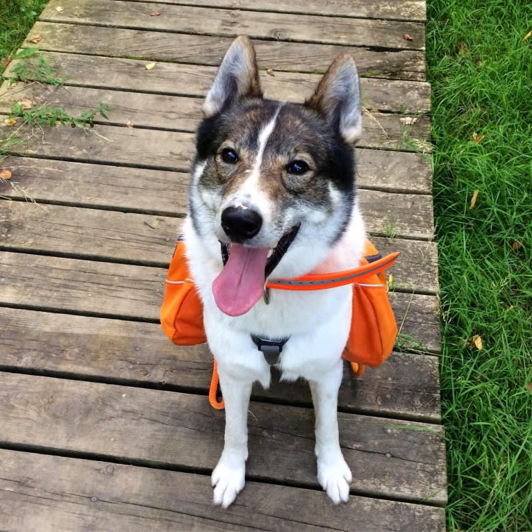 Flint, a West Siberian Laika tested with EmbarkVet.com