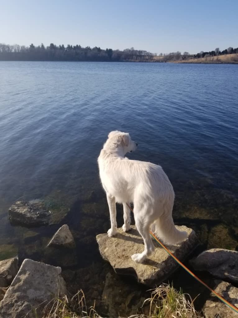 Sebastian, a Great Pyrenees and Great Dane mix tested with EmbarkVet.com