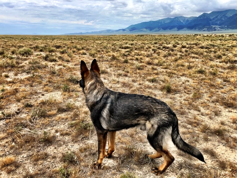 Booth vom Wahrsten, a German Shepherd Dog tested with EmbarkVet.com