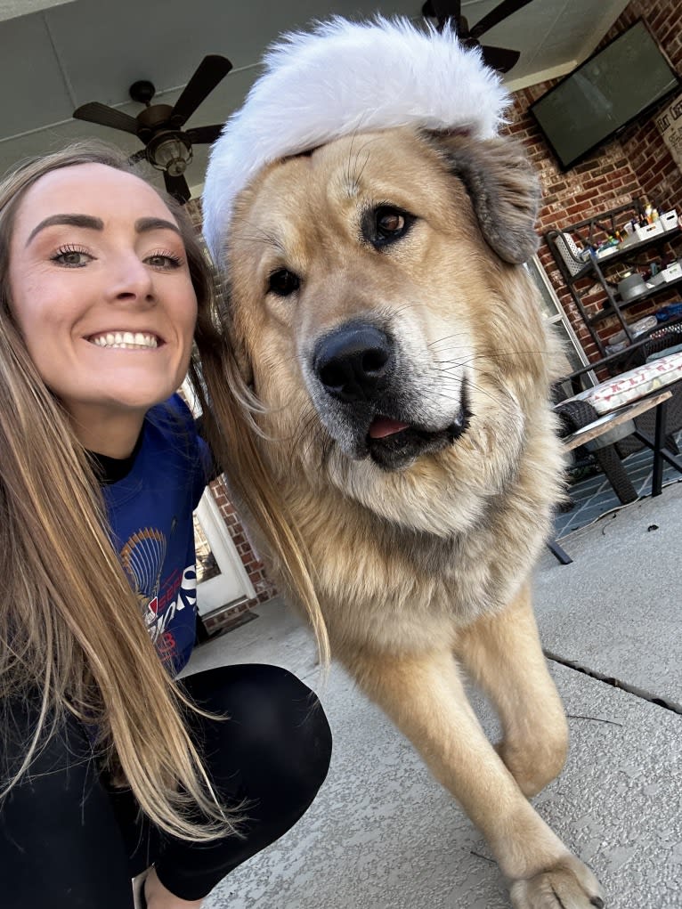 Moose, a Tibetan Mastiff tested with EmbarkVet.com
