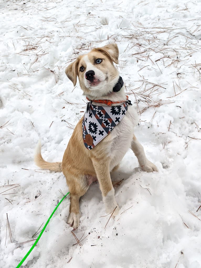 Archie, an Australian Shepherd and Jindo mix tested with EmbarkVet.com