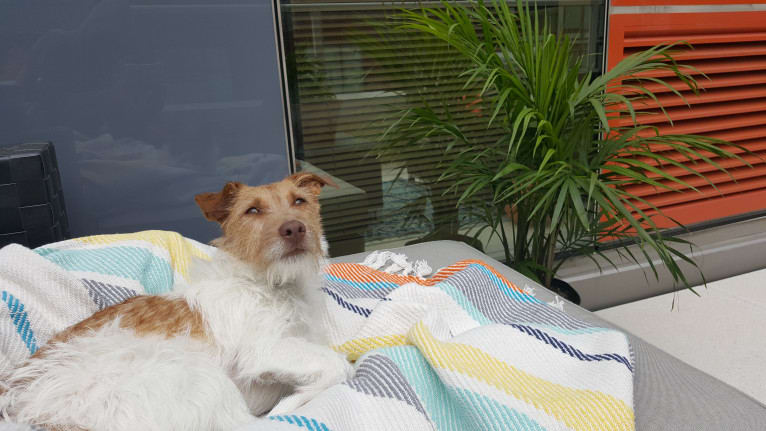 Cue, a Russell-type Terrier and Chihuahua mix tested with EmbarkVet.com