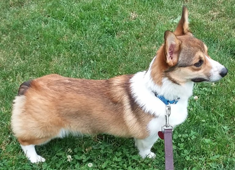 Miles, a Pembroke Welsh Corgi tested with EmbarkVet.com