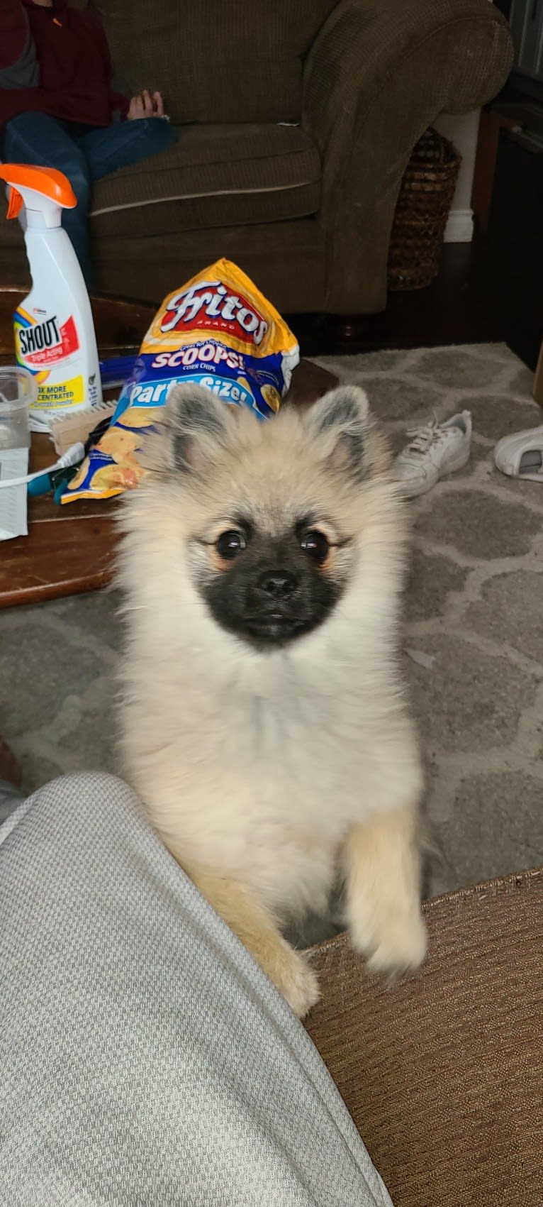 Yogi, a Pomeranian tested with EmbarkVet.com