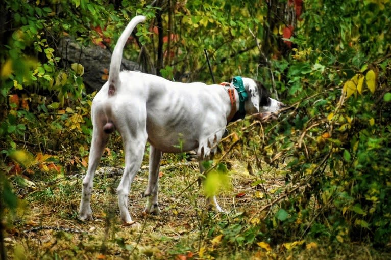 Barley, a Pointer tested with EmbarkVet.com