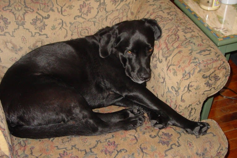 Jedi, an Australian Cattle Dog and Weimaraner mix tested with EmbarkVet.com