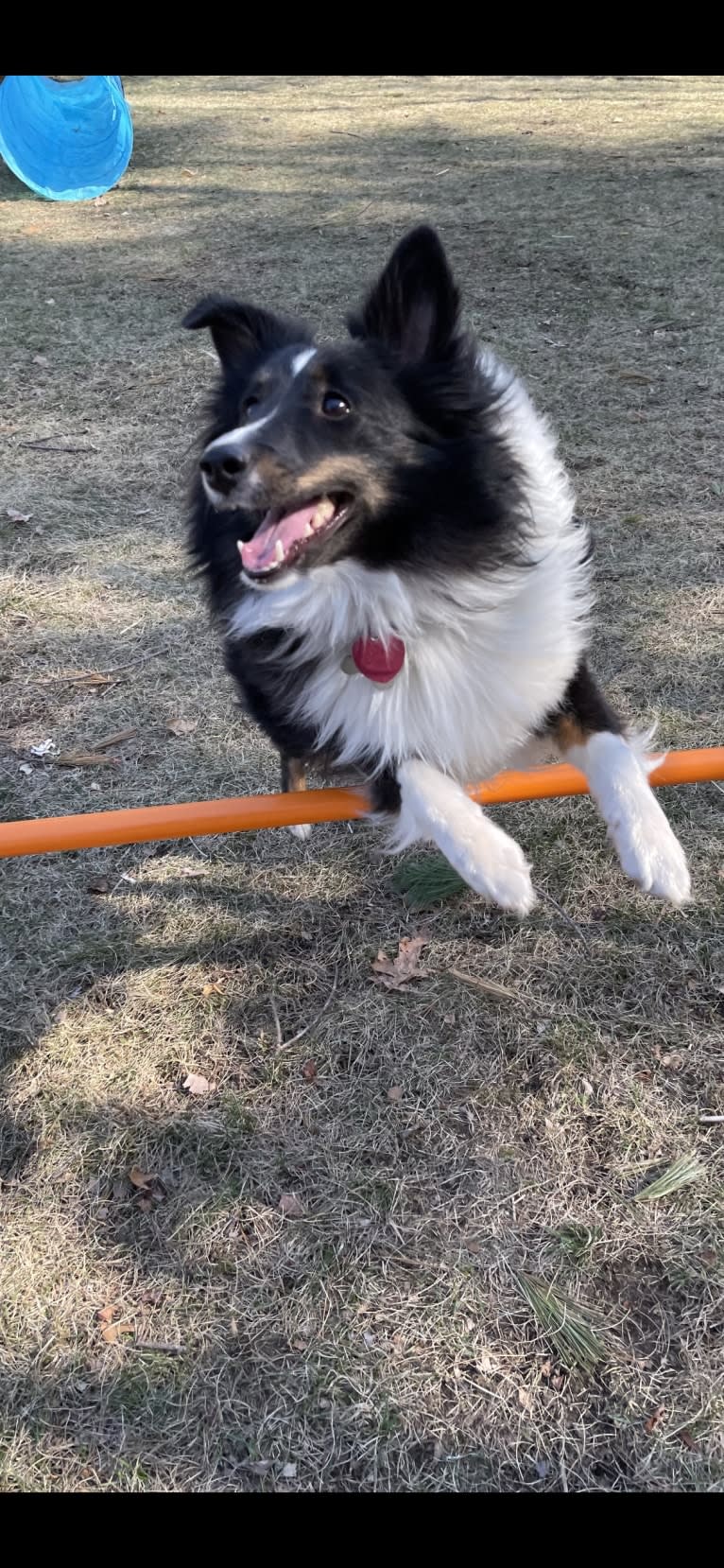 Whiskey Cash Adams, a Shetland Sheepdog tested with EmbarkVet.com