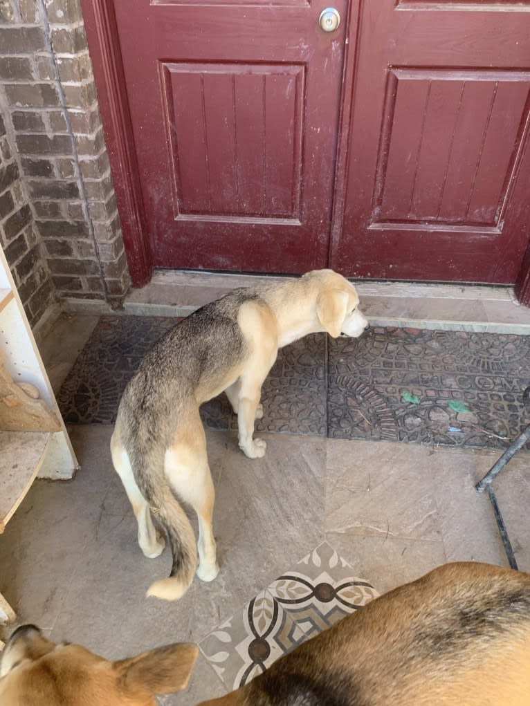 Lacie, a Basset Hound and Siberian Husky mix tested with EmbarkVet.com