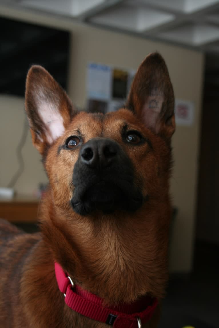 Scout, a Southeast Asian Village Dog and Golden Retriever mix tested with EmbarkVet.com