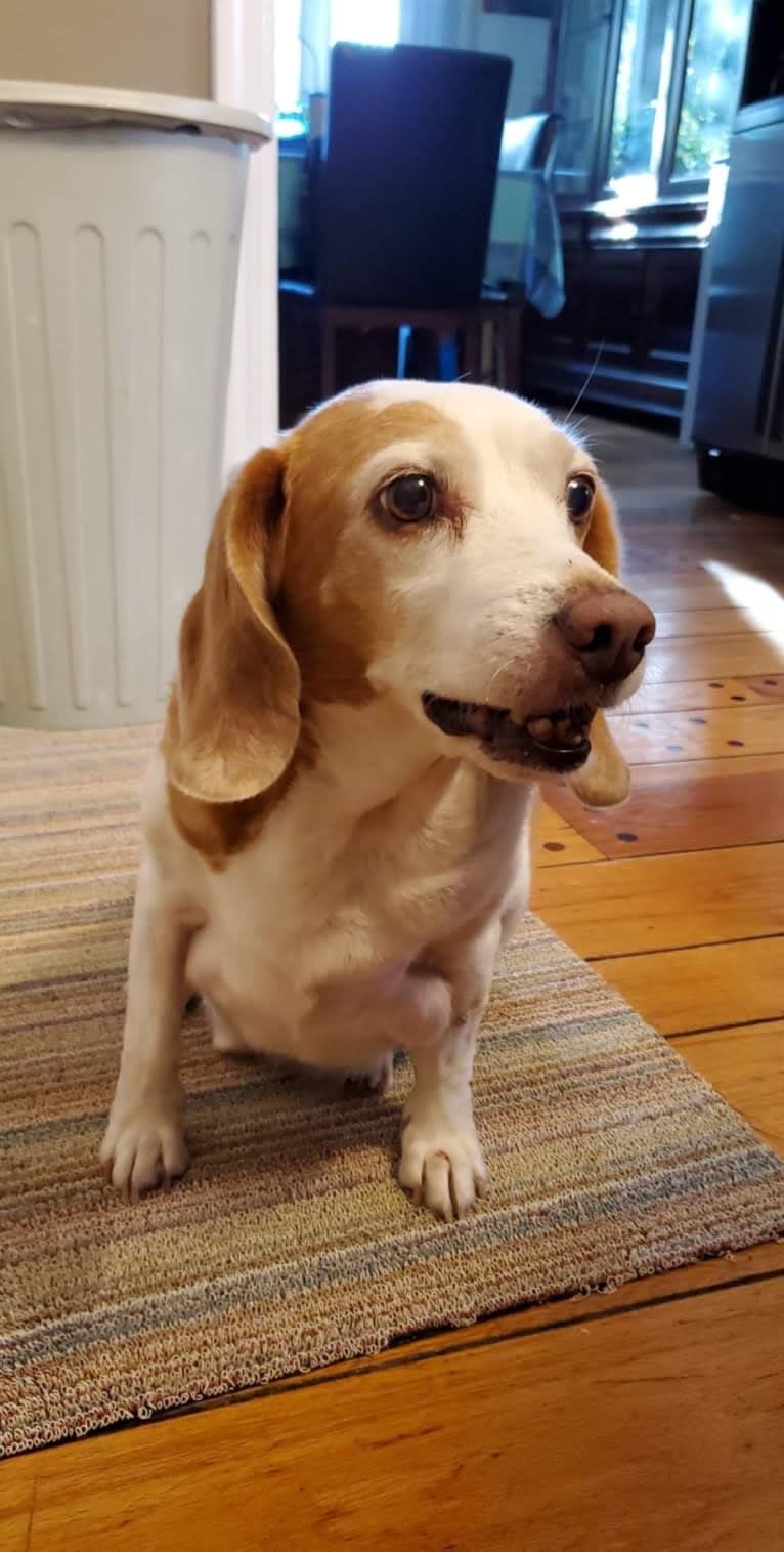 Tucker, a Beagle tested with EmbarkVet.com