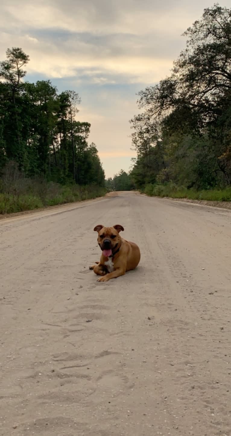 Gus, an American Bully and American Bulldog mix tested with EmbarkVet.com