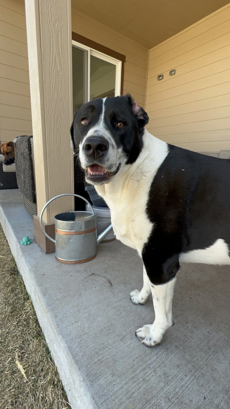 Theodore Ellington, an American Pit Bull Terrier and Siberian Husky mix tested with EmbarkVet.com