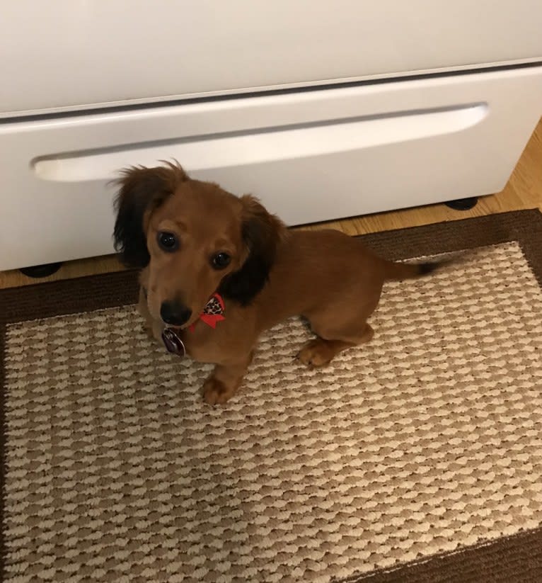 Hattie, a Dachshund (4.3% unresolved) tested with EmbarkVet.com