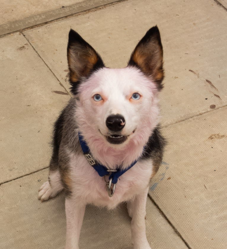 Mixie, a Border Collie tested with EmbarkVet.com