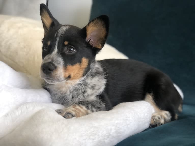 Kuzco, an Australian Cattle Dog and Pembroke Welsh Corgi mix tested with EmbarkVet.com
