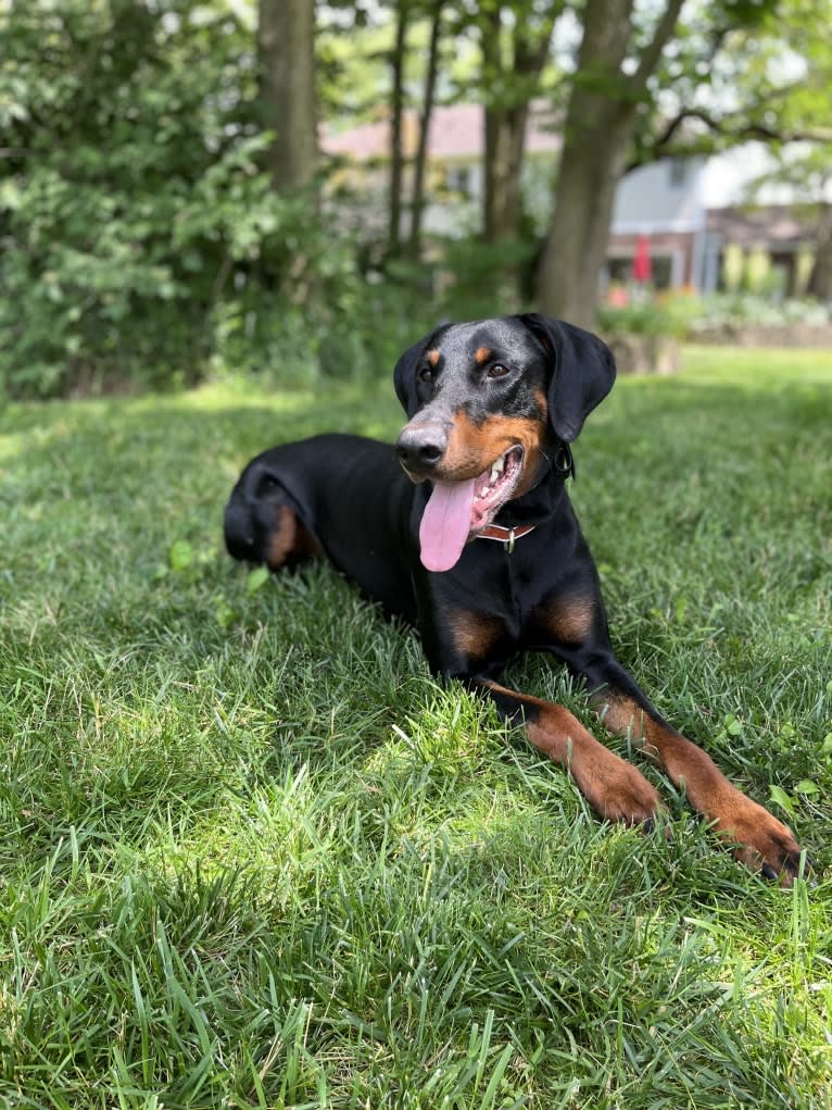 Arlo, a Doberman Pinscher tested with EmbarkVet.com