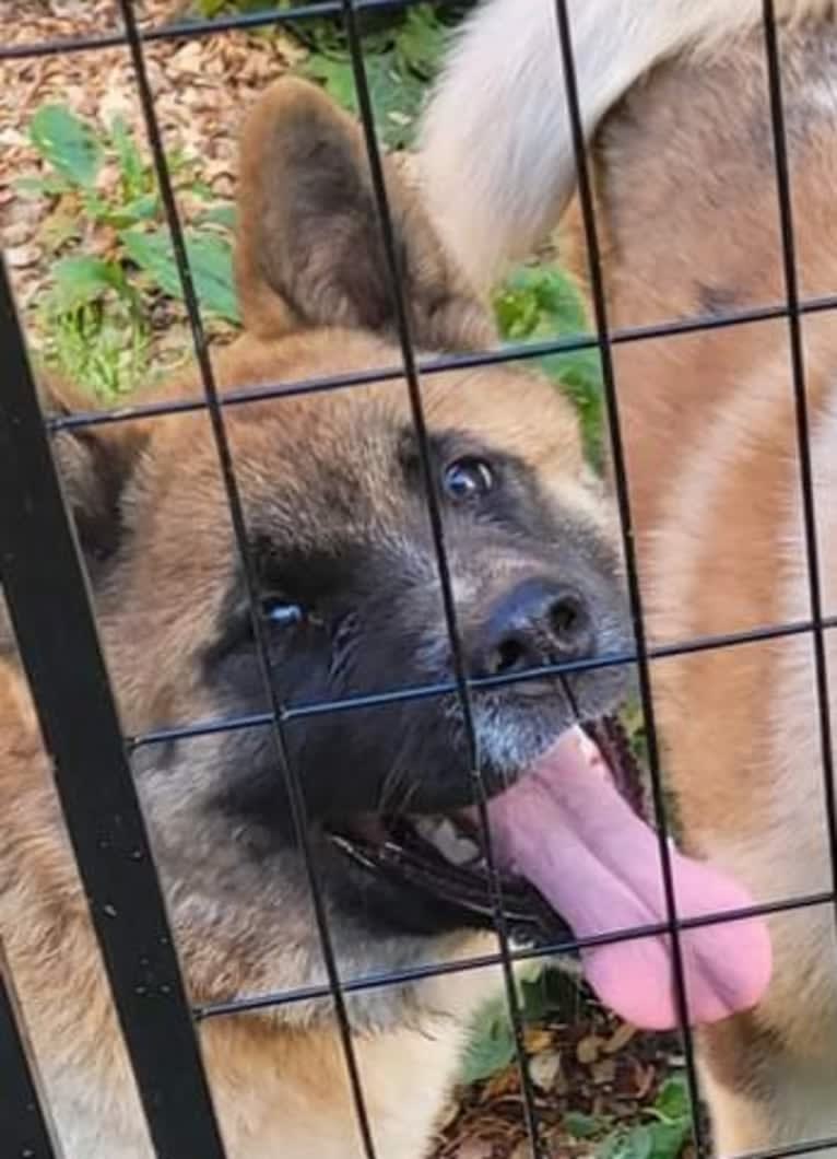 Geena, an Akita tested with EmbarkVet.com