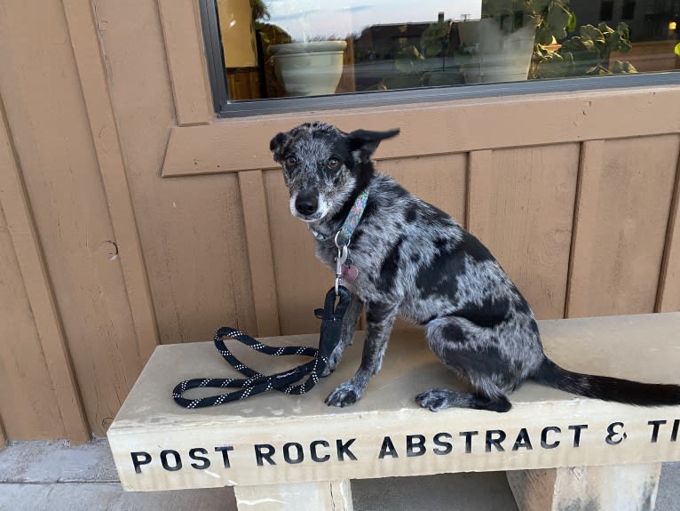 Josey, a Border Collie and Miniature/MAS-type Australian Shepherd mix tested with EmbarkVet.com