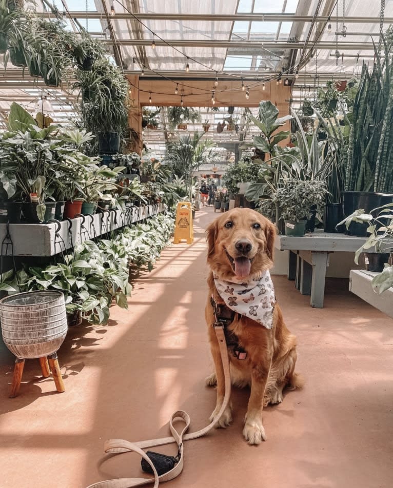 Marley, a Golden Retriever tested with EmbarkVet.com