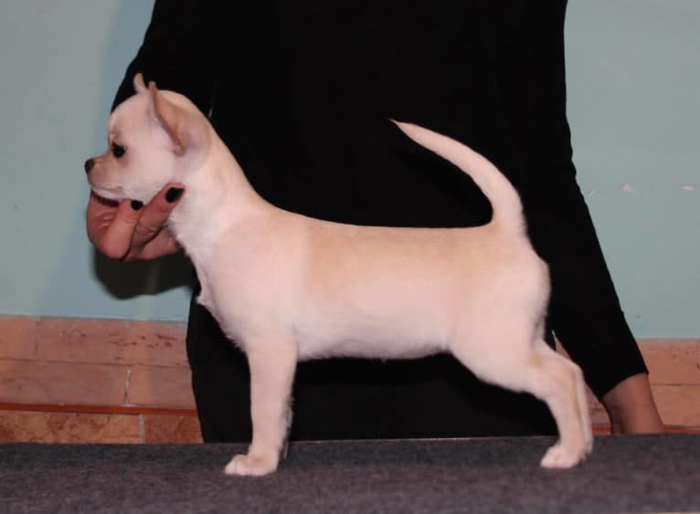 Koshka, a Chihuahua tested with EmbarkVet.com