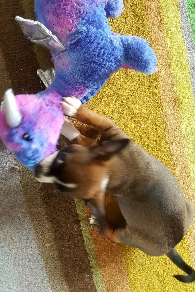Cornelius, a Pug and Chihuahua mix tested with EmbarkVet.com