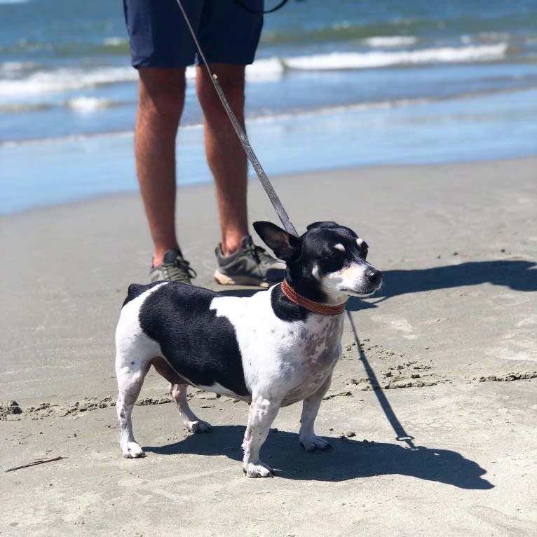 Sweet Pea, a Teddy Roosevelt Terrier tested with EmbarkVet.com