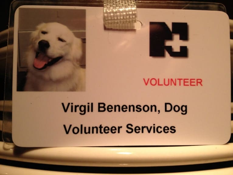 Virgil, a Great Pyrenees and Golden Retriever mix tested with EmbarkVet.com