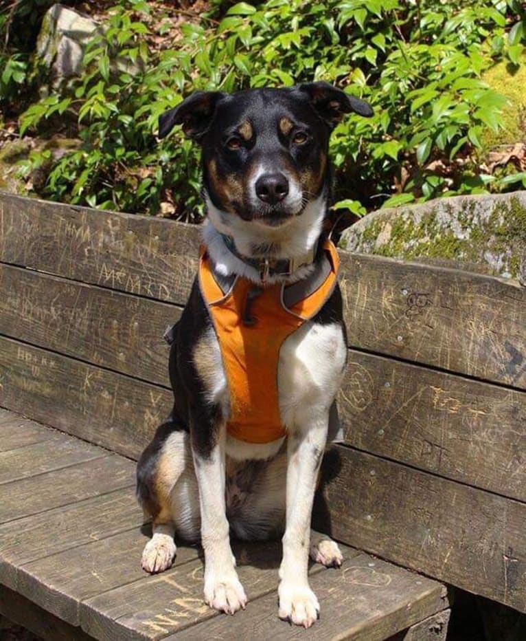 Gypsy, a Siberian Husky and American Pit Bull Terrier mix tested with EmbarkVet.com