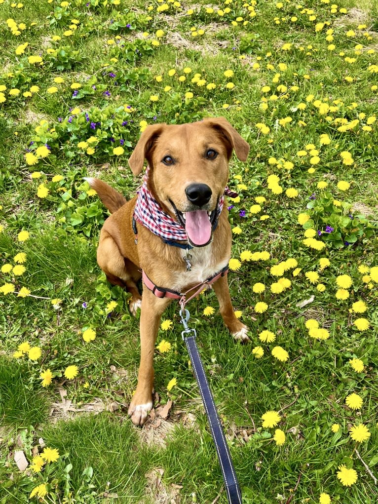 Cooper Lane, a German Shepherd Dog and Labrador Retriever mix tested with EmbarkVet.com