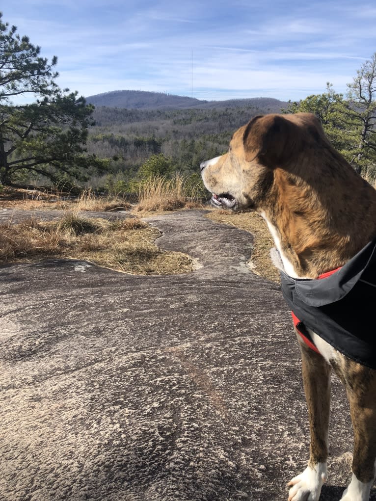 Otto, an American Pit Bull Terrier and Boxer mix tested with EmbarkVet.com