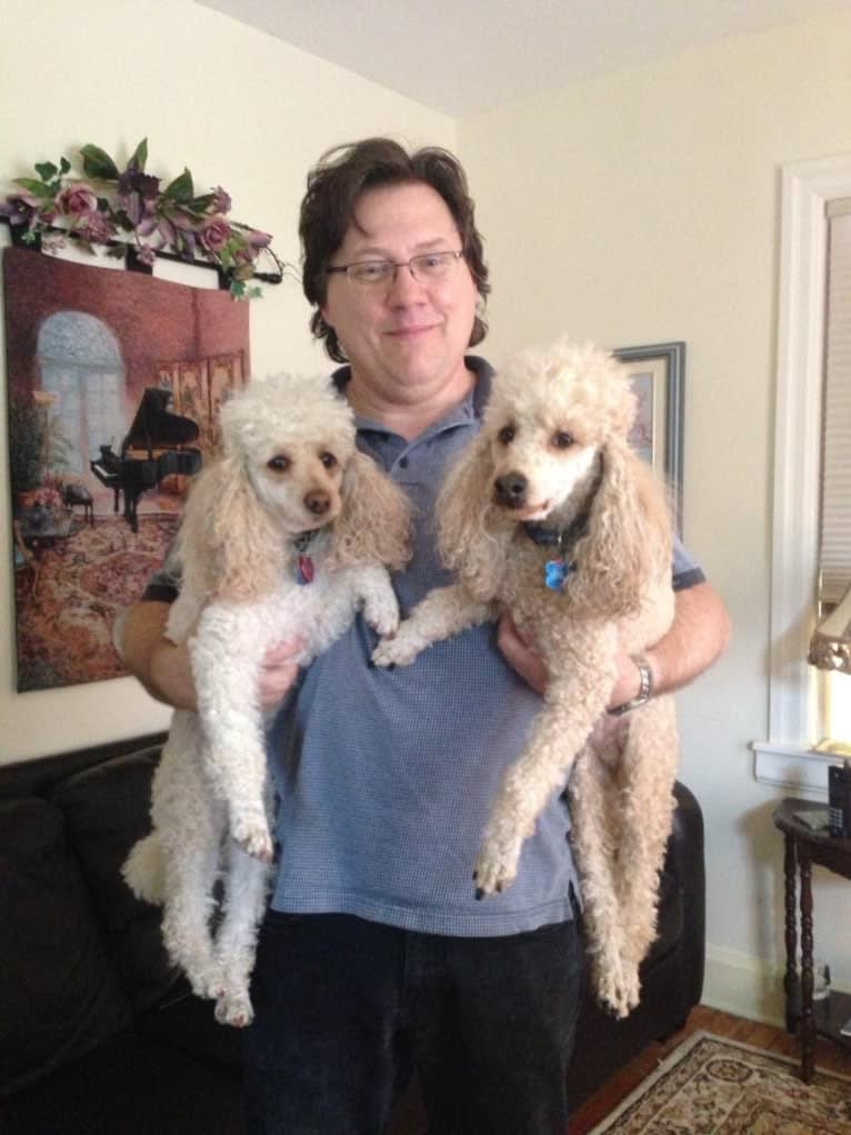 Molly Poodle, a Poodle (Small) tested with EmbarkVet.com