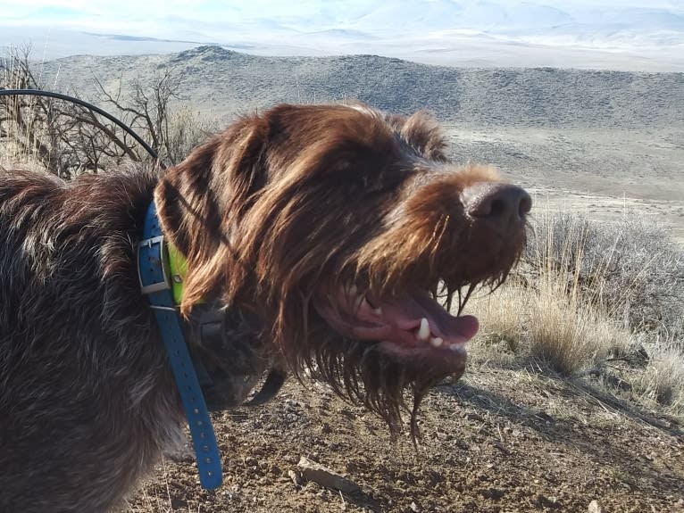Kola, a Wirehaired Pointing Griffon tested with EmbarkVet.com