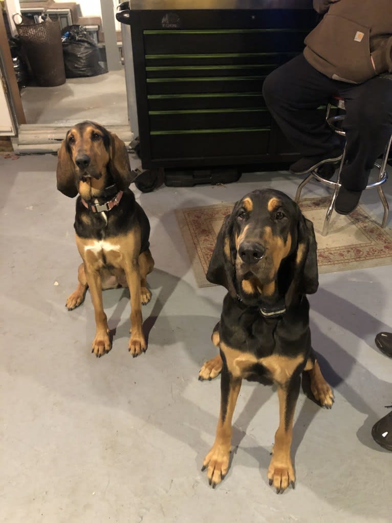 Guinness, a Bloodhound tested with EmbarkVet.com