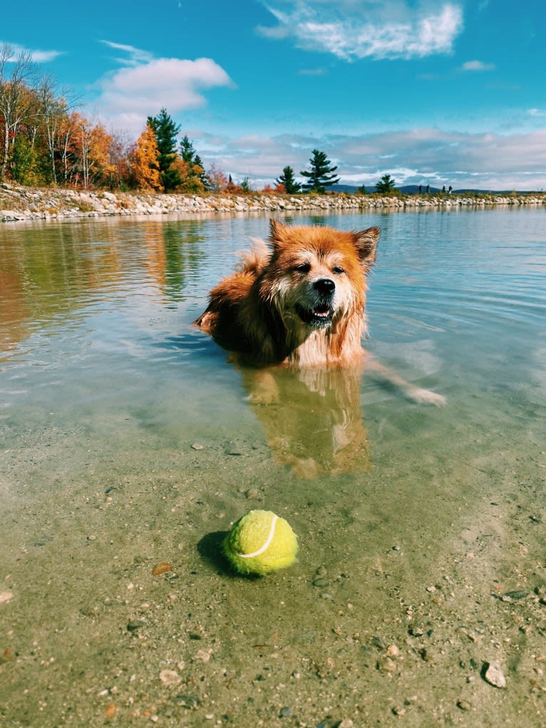 Samantha, a Chow Chow and Labrador Retriever mix tested with EmbarkVet.com