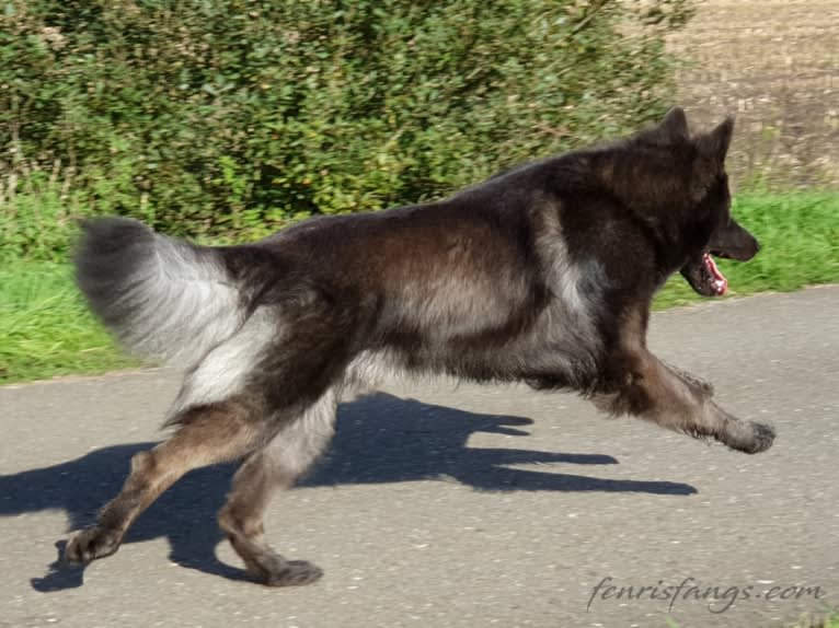 VERGIL, a German Shepherd Dog tested with EmbarkVet.com