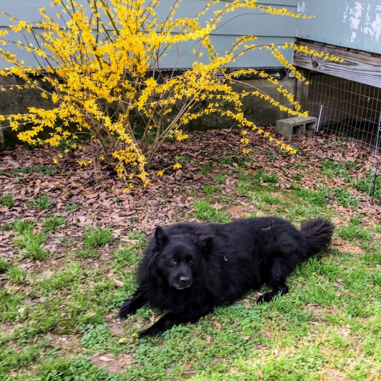 Hudson, a Chow Chow and German Shepherd Dog mix tested with EmbarkVet.com