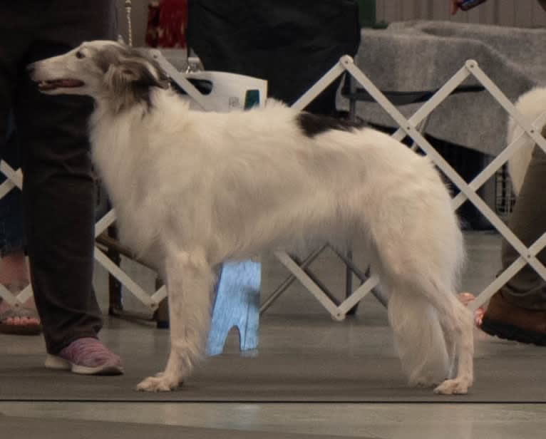 Rini, a Silken Windhound tested with EmbarkVet.com