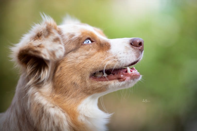 Lazy D`s Bree, an Australian Shepherd tested with EmbarkVet.com