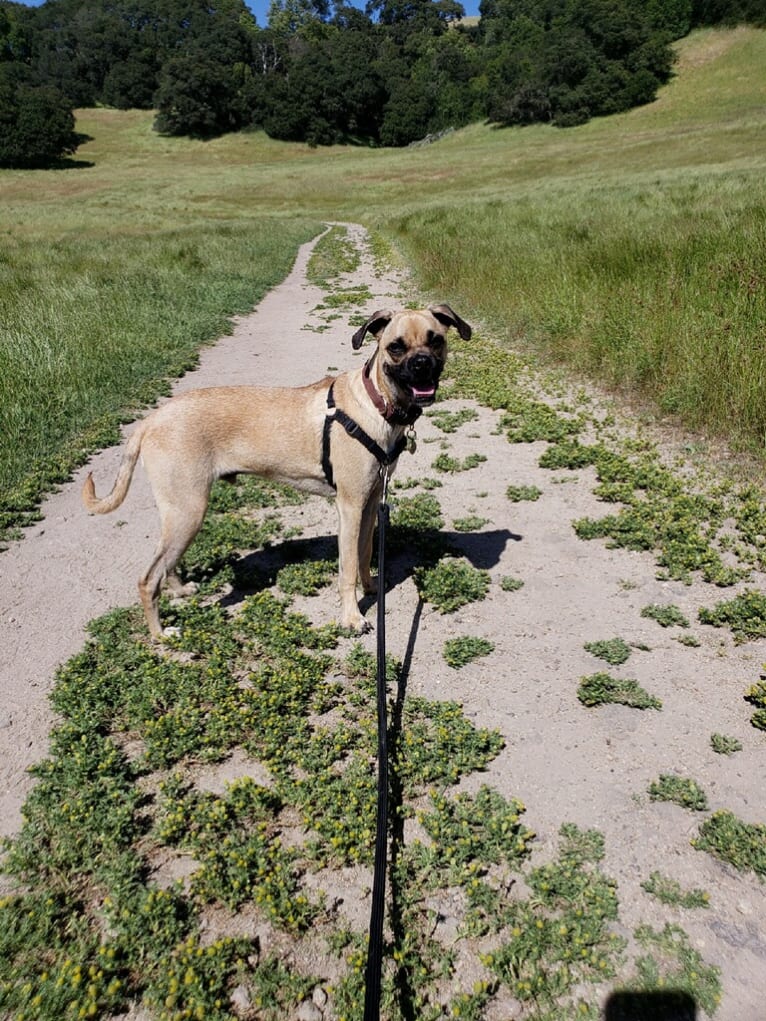 Obelius, a Pug and Chihuahua mix tested with EmbarkVet.com