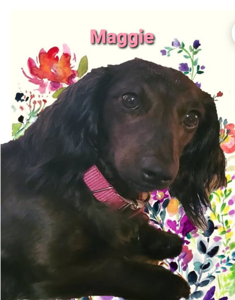 Maggie, a Dachshund tested with EmbarkVet.com