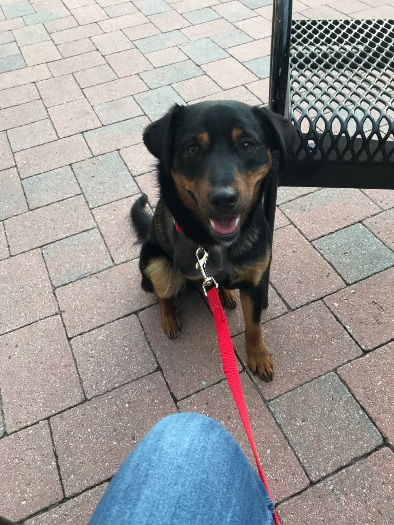 Cooper, a Miniature Pinscher and Boxer mix tested with EmbarkVet.com